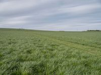 a big field with many tall grass growing on it's side, and there is a horse running in the distance