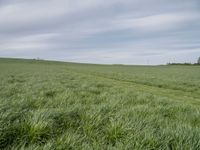 a big field with many tall grass growing on it's side, and there is a horse running in the distance