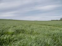 a big field with many tall grass growing on it's side, and there is a horse running in the distance