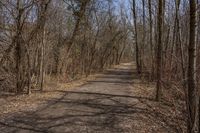 Nature Road Through a Forest: Clear Sky Above