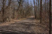 Nature Road Through a Forest: Clear Sky Above