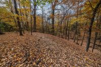 a group of trees covered in leaves next to each other in the woods a forest bench is on a hill surrounded by yellow and brown autumn foliage