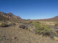 Nature Scene in Tenerife, Canary Islands