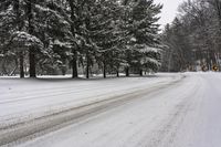 Nature Scene in Toronto, Ontario: A Forest Road