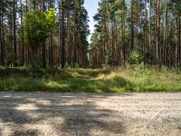 a dirt road running through the woods next to a wooded area with grass and trees