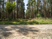 a dirt road running through the woods next to a wooded area with grass and trees