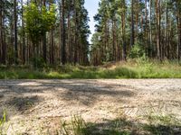 a dirt road running through the woods next to a wooded area with grass and trees