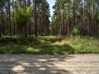 a dirt road running through the woods next to a wooded area with grass and trees