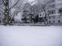 A Tree in the Neighborhood Landscape with a Building