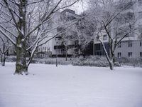 A Tree in the Neighborhood Landscape with a Building