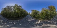 the three view panoramic photos are distorted together to capture the same perspective as trees