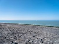 people are walking on the beach on a clear day with a small dog in it