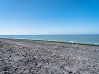 people are walking on the beach on a clear day with a small dog in it