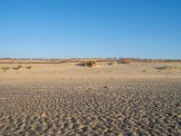 Coastal Landscape in the Netherlands: Holland's Beach