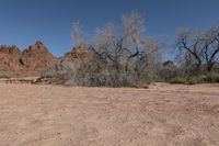 the arid area is very wide and barren, with the mountains in the background and bare trees on the ground