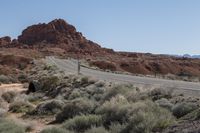 a road in the desert with rocks on both sides and a cow grazing beside it