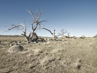 an area with lots of dry grass and rocks that are barrenly arranged around a tree