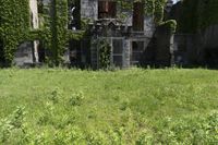 the building that is covered in vines sits abandoned and overgrown with weeds around it and windows in the background
