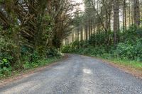 an asphalt road surrounded by trees and grass leading to a forest path or back yard