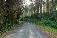 an asphalt road surrounded by trees and grass leading to a forest path or back yard