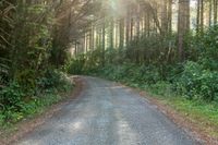 an asphalt road surrounded by trees and grass leading to a forest path or back yard