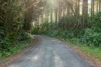 an asphalt road surrounded by trees and grass leading to a forest path or back yard