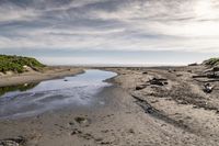 the sandy shore is lined with rocks and green plants, next to a stream that is not clear, and has been washed and wet