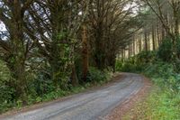 a road that has some trees on it near a forest area with many bushes and trees