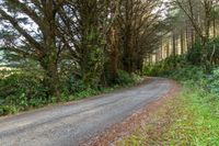 a road that has some trees on it near a forest area with many bushes and trees