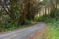 a road that has some trees on it near a forest area with many bushes and trees