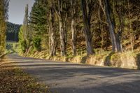 an empty road lined with trees between two separate sides of the road and mountains beyond