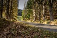 an empty road lined with trees between two separate sides of the road and mountains beyond