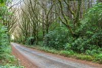 a dirt road winding through a wooded area with tall trees and thick green foliage surrounding it