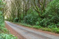 a dirt road winding through a wooded area with tall trees and thick green foliage surrounding it