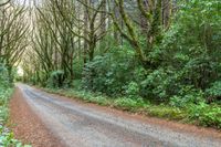 a dirt road winding through a wooded area with tall trees and thick green foliage surrounding it