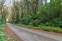 a dirt road winding through a wooded area with tall trees and thick green foliage surrounding it