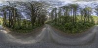 three photos show a dirt road in a wooded area with trees and shrubs as the image is distorted