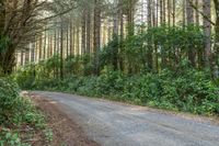 the road runs through trees in the forest area next to the roadway, on both sides is a narrow dirt road with no traffic