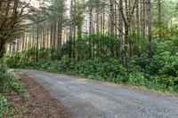 the road runs through trees in the forest area next to the roadway, on both sides is a narrow dirt road with no traffic