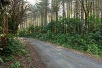 the road runs through trees in the forest area next to the roadway, on both sides is a narrow dirt road with no traffic