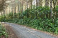 the road runs through trees in the forest area next to the roadway, on both sides is a narrow dirt road with no traffic