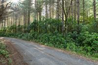 the road runs through trees in the forest area next to the roadway, on both sides is a narrow dirt road with no traffic