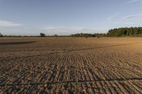 Open Space in New Zealand: Low Grass and Dirt Surface