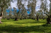 a group of trees on the grass with sky background in the distance, surrounded by green grass and small rows of silvered olive trees