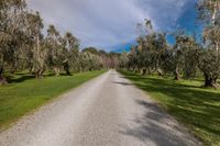 a dirt road runs along a row of trees and grass along a wooded area, beneath blue skies