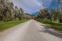 a dirt road runs along a row of trees and grass along a wooded area, beneath blue skies