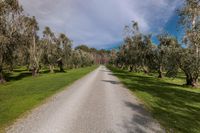 a dirt road runs along a row of trees and grass along a wooded area, beneath blue skies