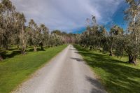 a dirt road runs along a row of trees and grass along a wooded area, beneath blue skies