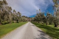 a dirt road runs along a row of trees and grass along a wooded area, beneath blue skies