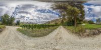 a view of a beautiful vineyard from the ground level of a 3d render of it